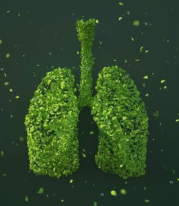leaves, lungs, sustainability, organ, nature, environment, ecology, foliage, greenery, 3d rendered, 3d rendering, lungs, lungs, lungs, lungs, lungs-5591439.jpg